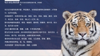第11张幻灯片