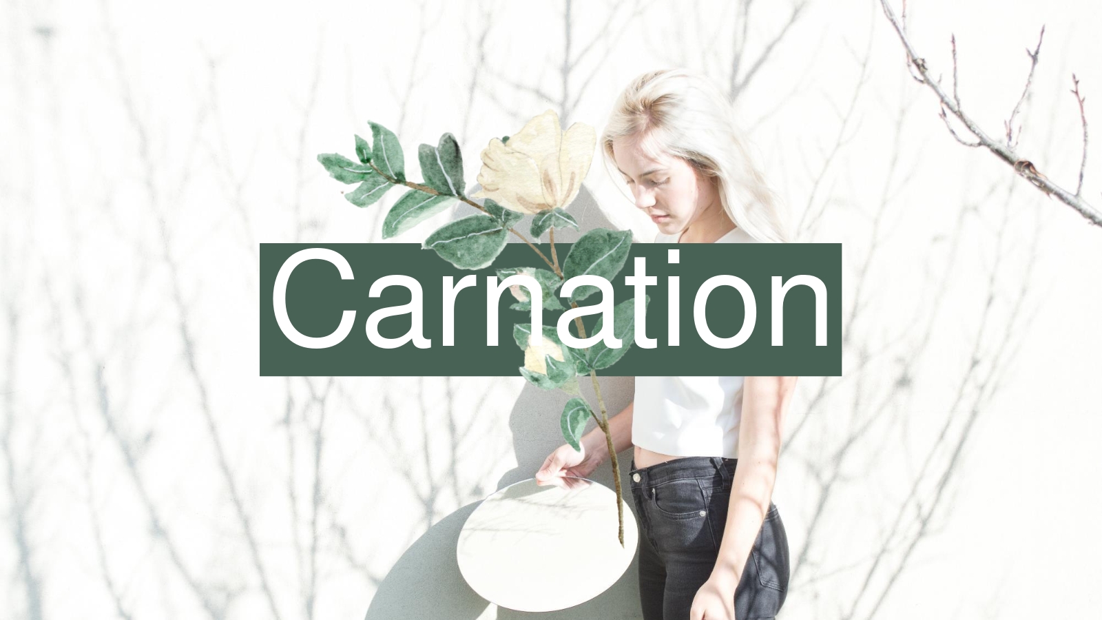 Carnation