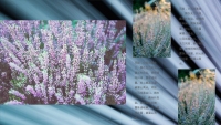 第7张幻灯片
