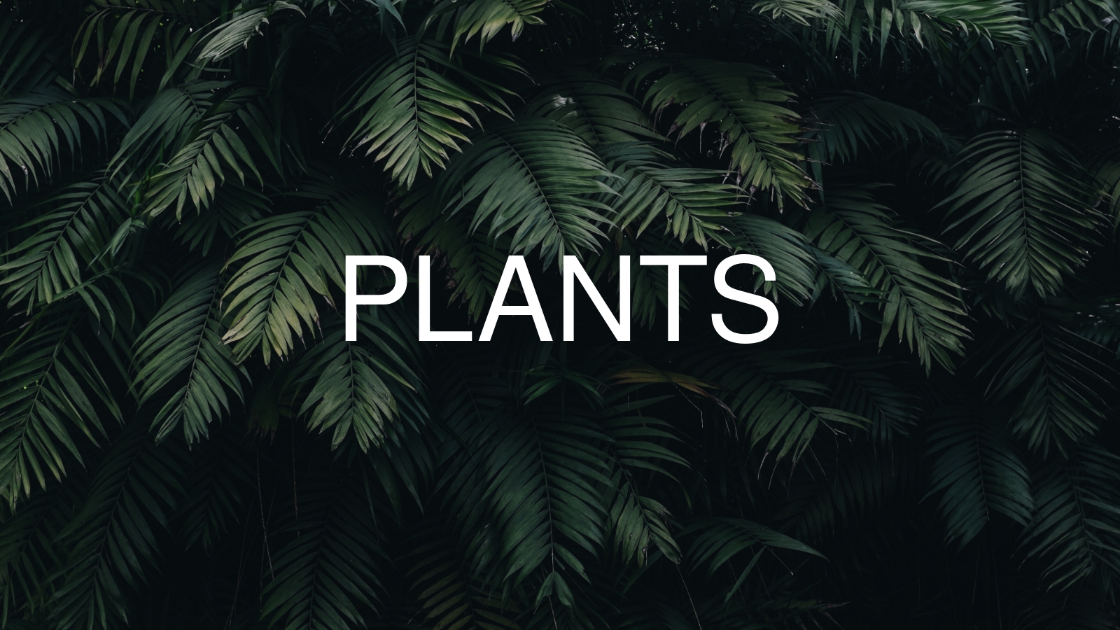 PLANTS