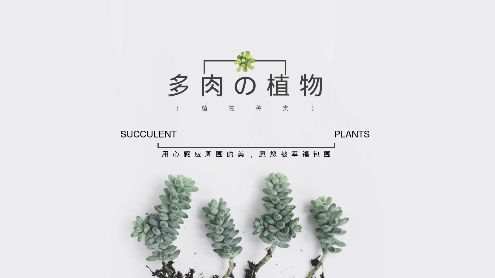 多肉の植物